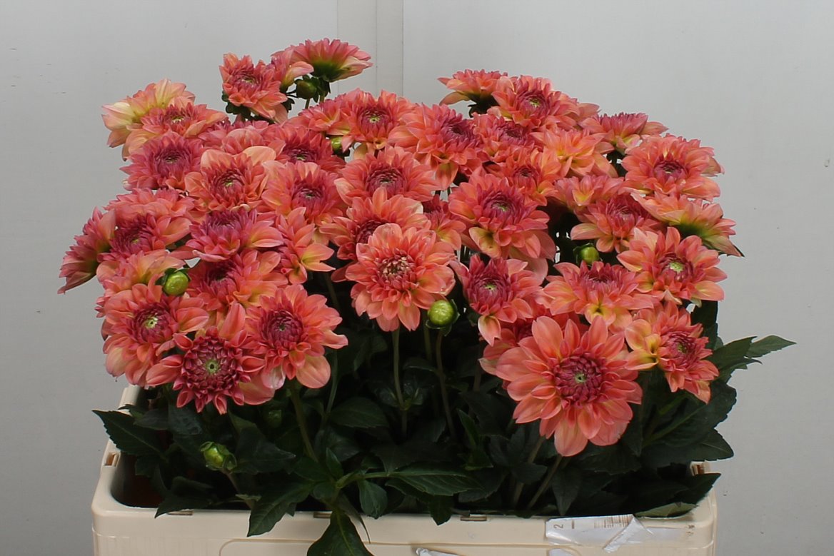 Dahlia Chanel 60cm