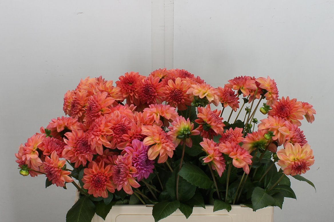 Dahlia Chanel 60cm