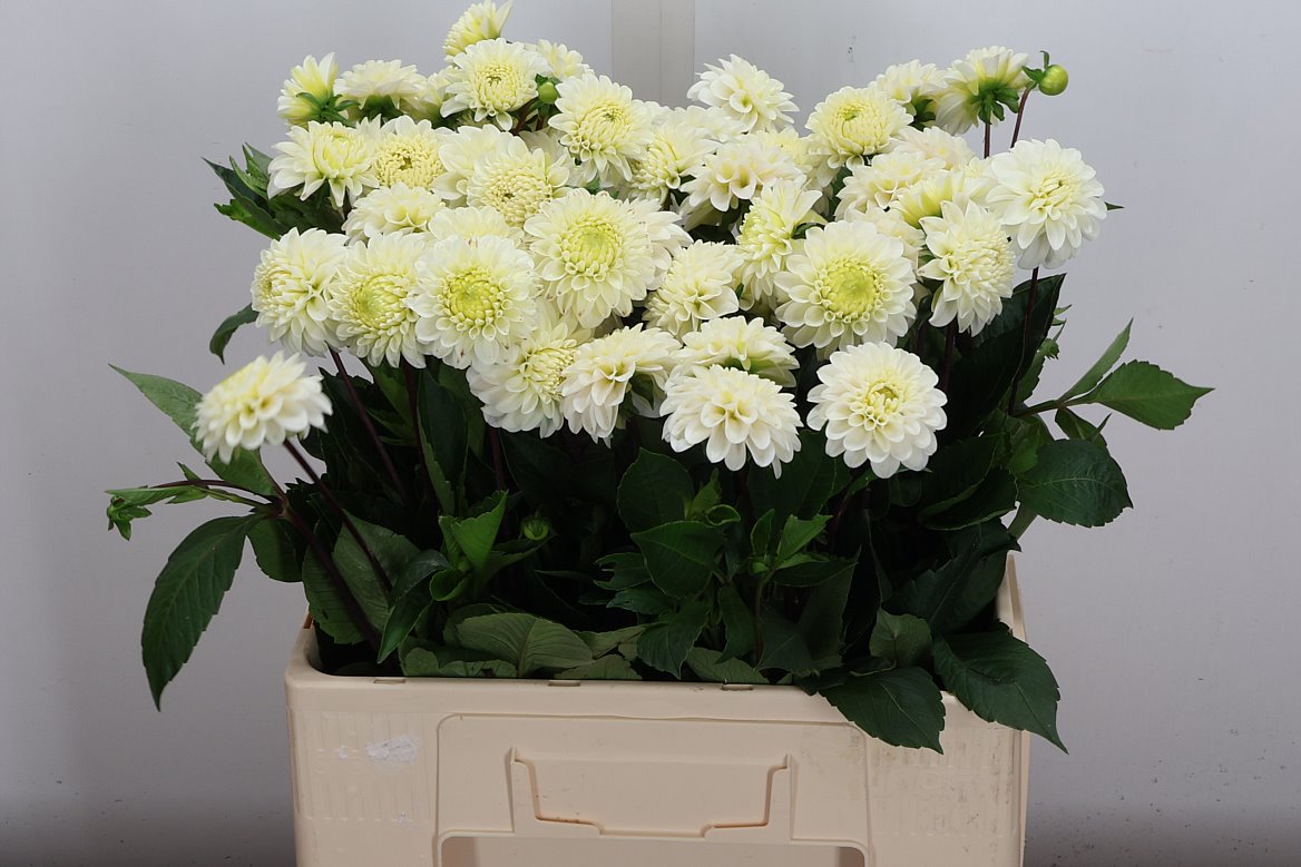 Dahlia White Isa 60cm