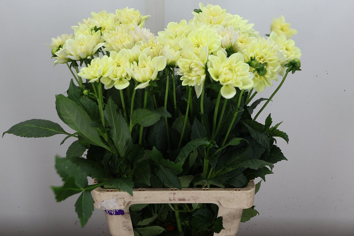 Dahlia Champagne 60cm