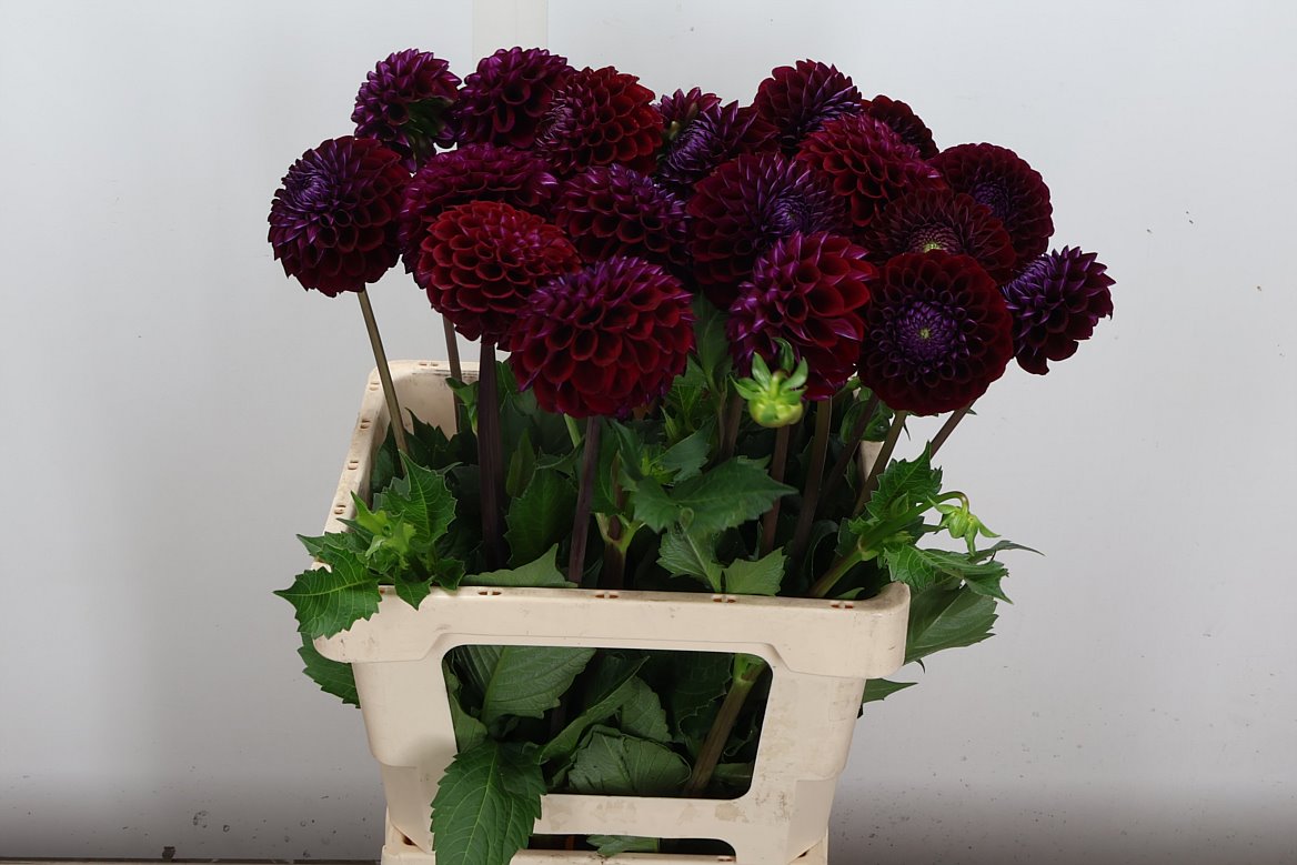 Dahlia Ivannetti 55cm