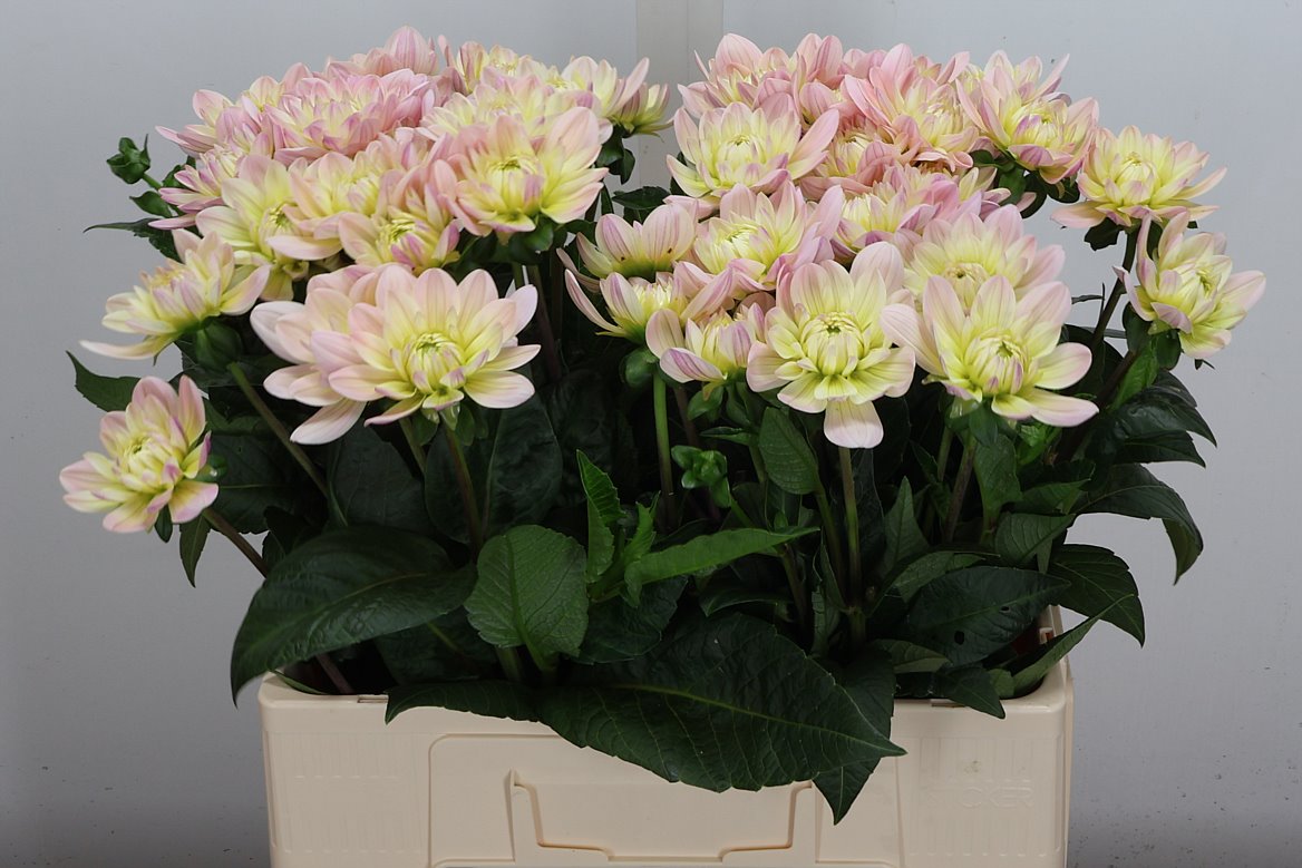 Dahlia Diana's Memory 60cm