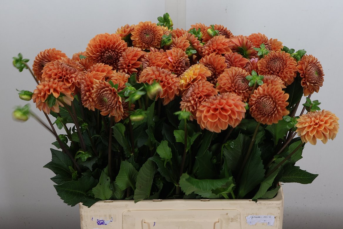 Dahlia Cornel Bronze 60cm