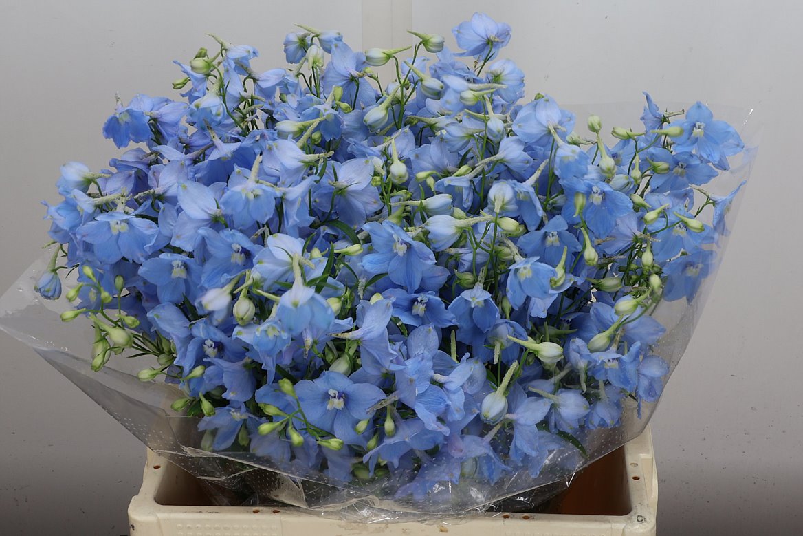 Delphinium Single Ballkleid 60cm