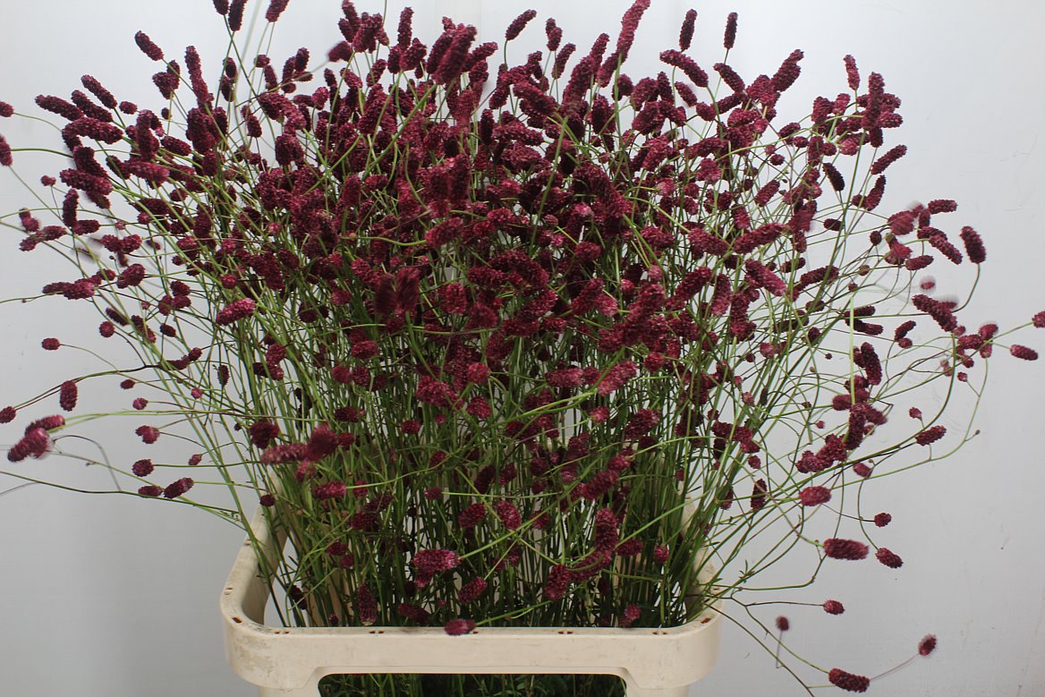 Sanguisorba Officinalis Oriental Dream 100cm