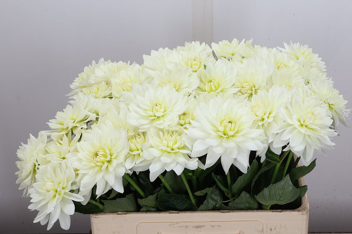 Dahlia Karma Maarten Zwaan 60cm