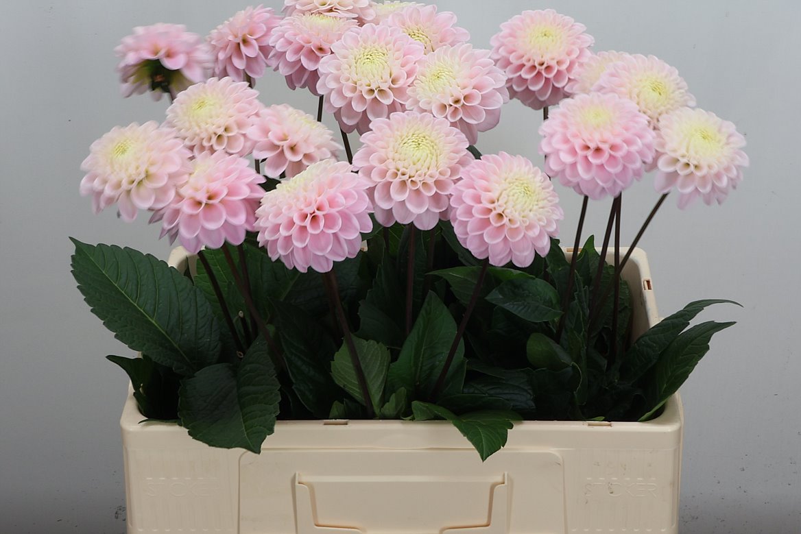 Dahlia Wizard Of Oz 60cm