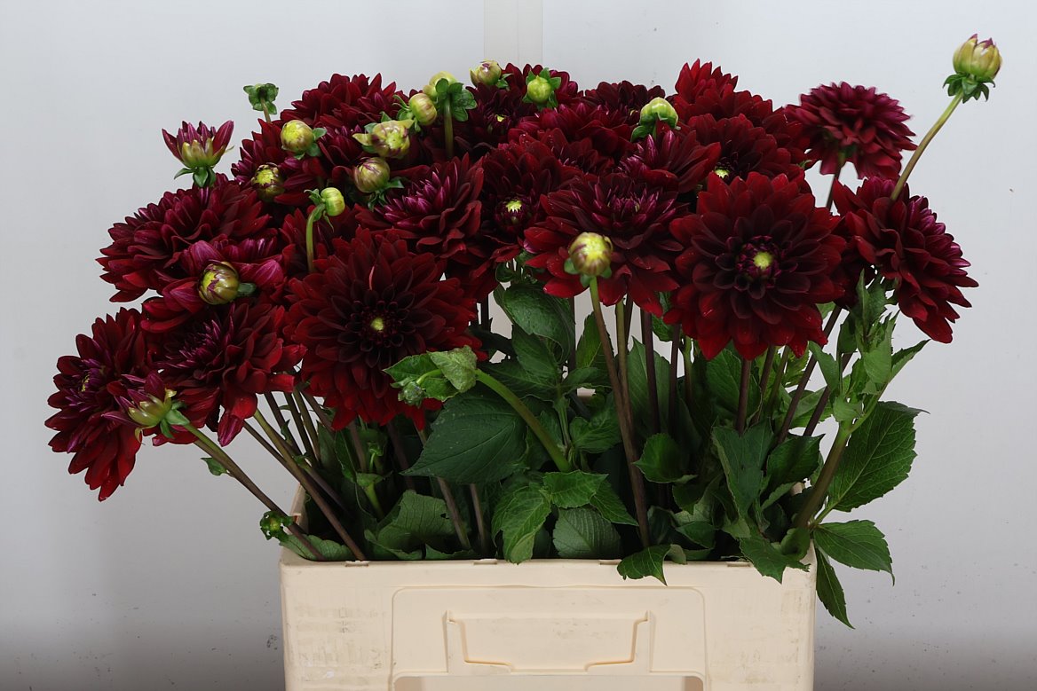 Dahlia Red Runner 60cm