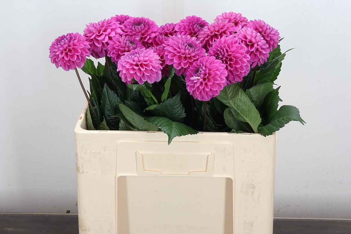 Dahlia Happy Hour 60cm