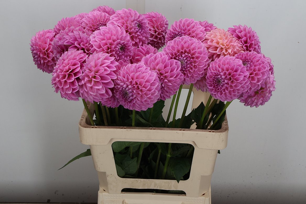 Dahlia Sweet Fabienne 60cm