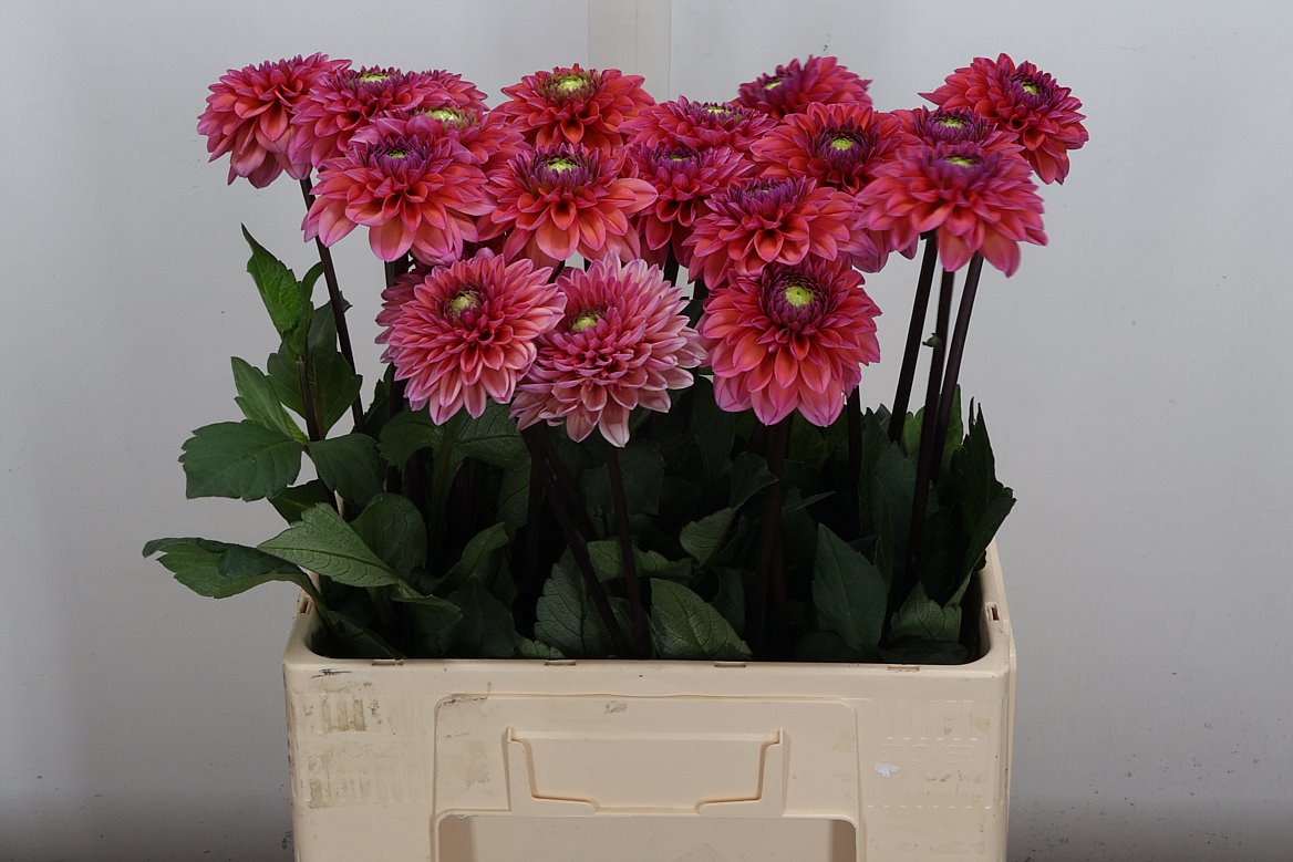 Dahlia Daisy Duke 60cm