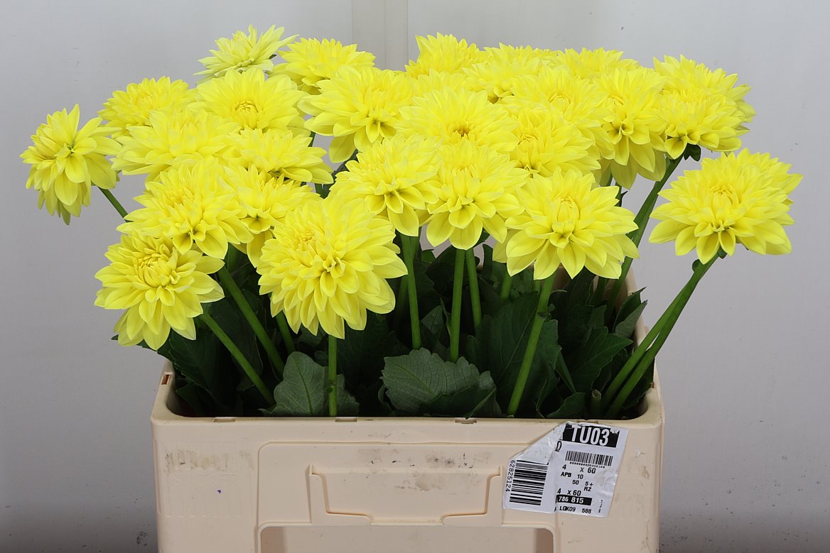 Dahlia Sunlady 60cm