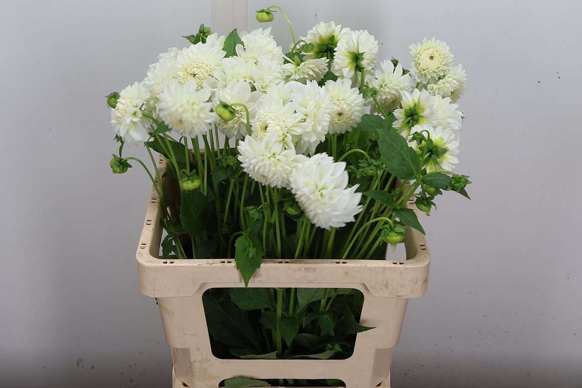 Dahlia Ice Ice Baby 60cm