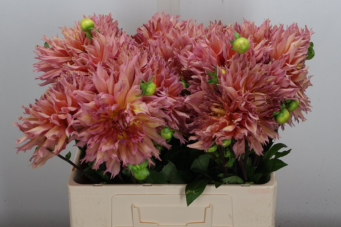 Dahlia Omega 60cm
