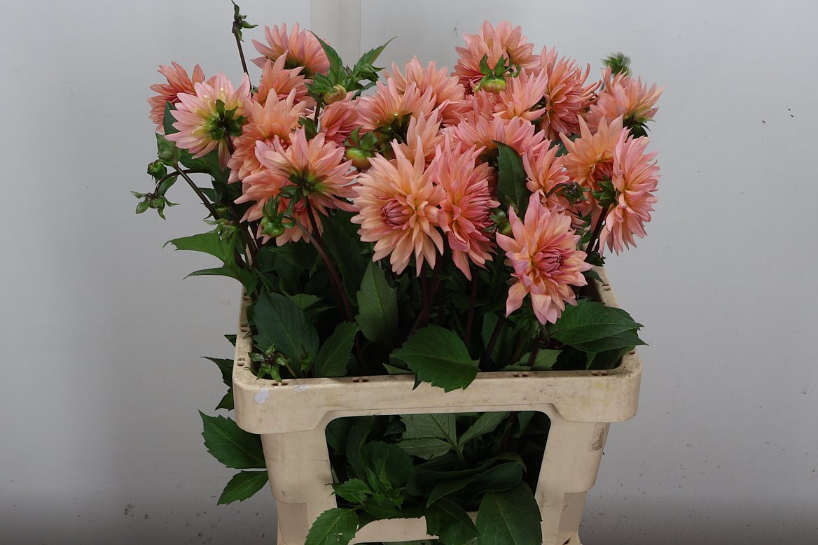 Dahlia Preference 60cm
