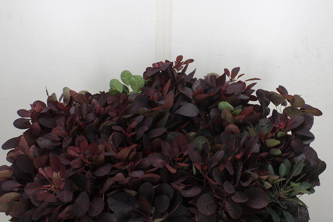 Cotinus Coggygria Royal Purple 70cm