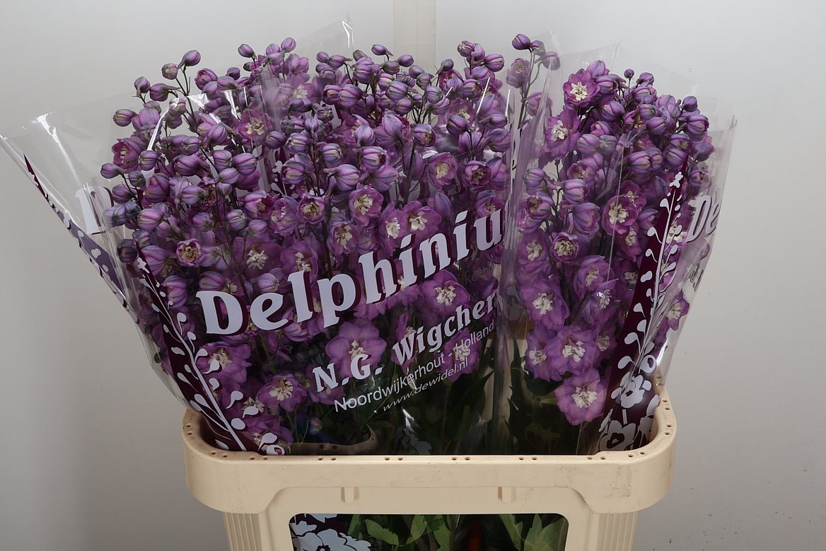 Delphinium Double Dewi Rita 80cm