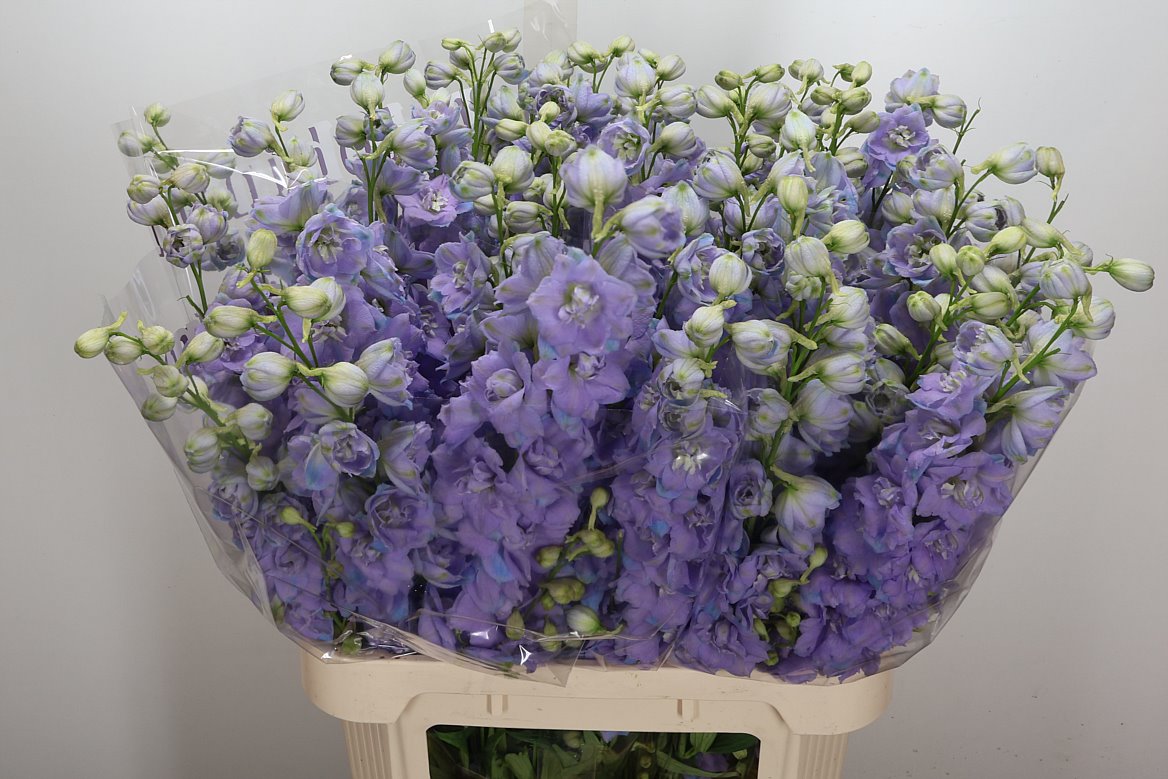 Delphinium Double Dewi Zofia 90cm