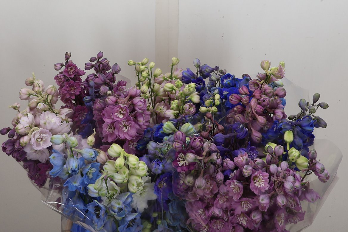 Delphinium Double Mix 60cm
