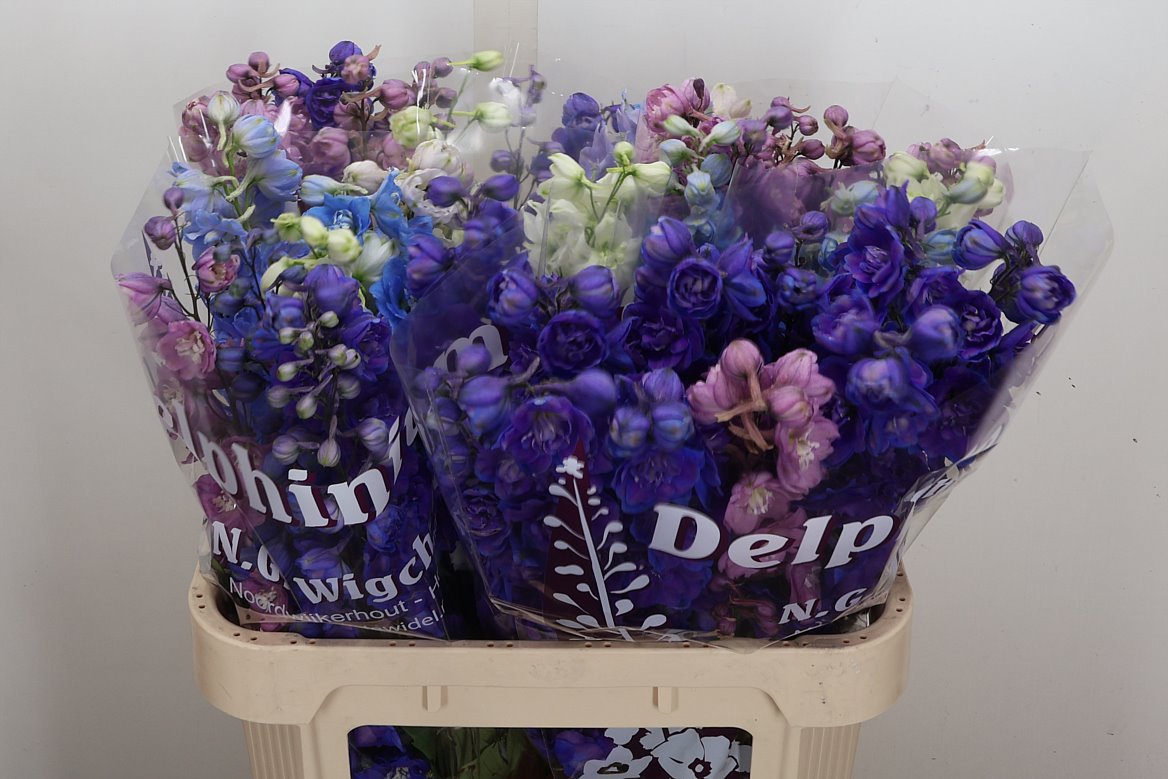 Delphinium Double Mix 80cm