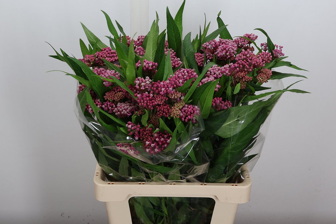 Asclepias Incarnata Soulmate 65cm