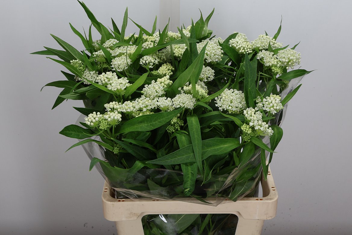 Asclepias Incarnata Ice Ballet 65cm