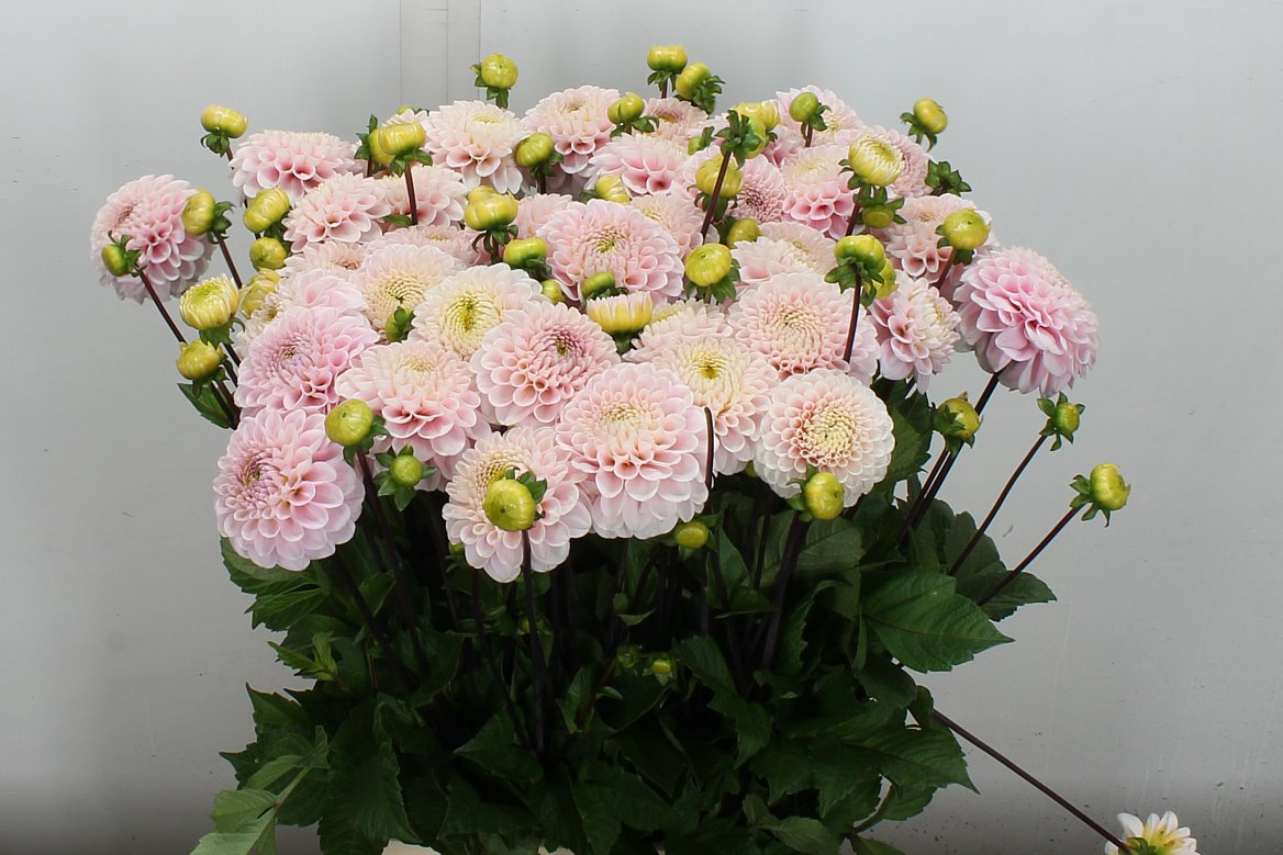 Dahlia Wizard Of Oz 55cm