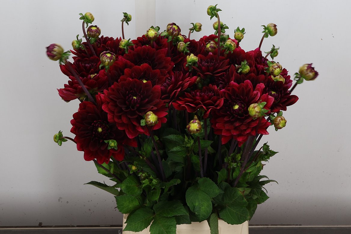 Dahlia Red Runner 57cm
