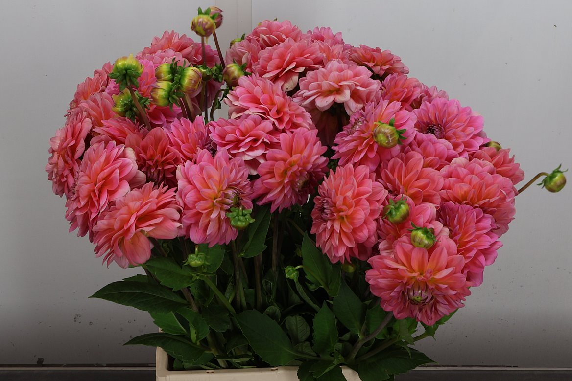 Dahlia Pink Runner 55cm