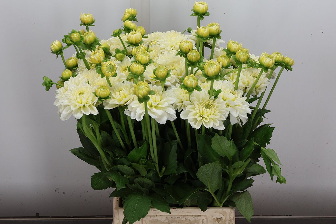 Dahlia Polar Ice 55cm