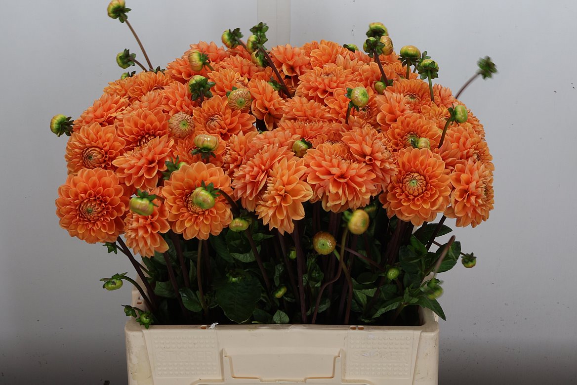 Dahlia Sylvia 60cm