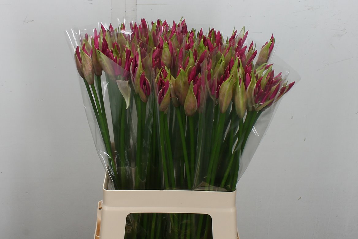 Nerine Ras Van Roon 65cm