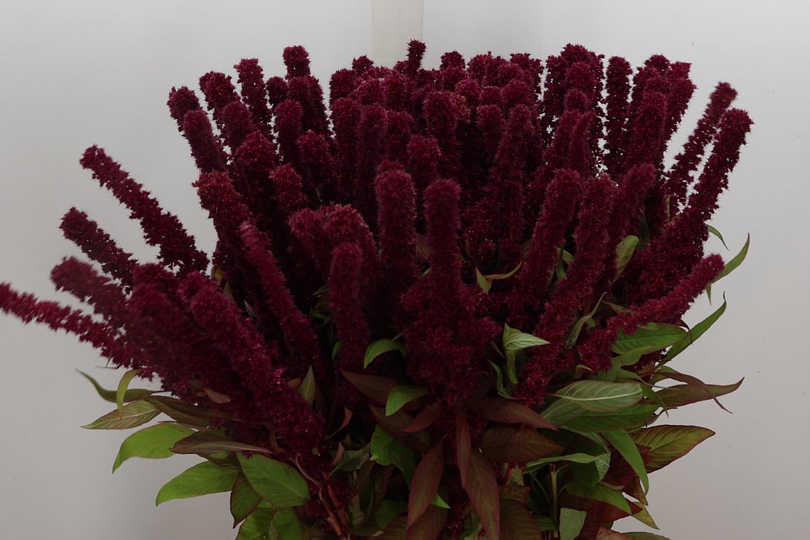 Amaranthus Cruentus Red Cathedral 80cm