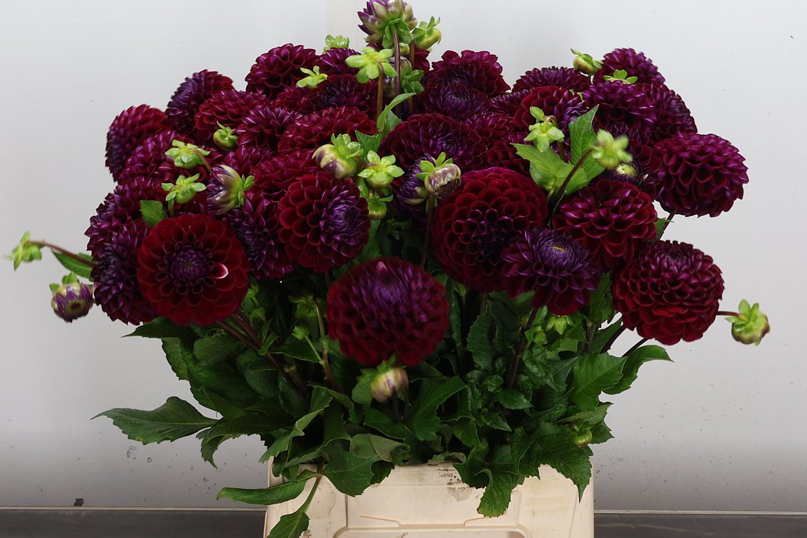 Dahlia Ivannetti 50cm