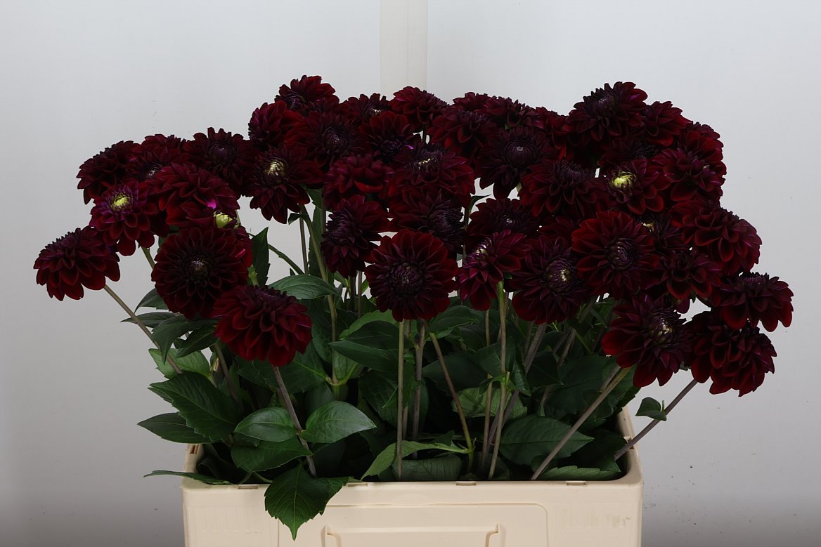 Dahlia Black Fox 60cm