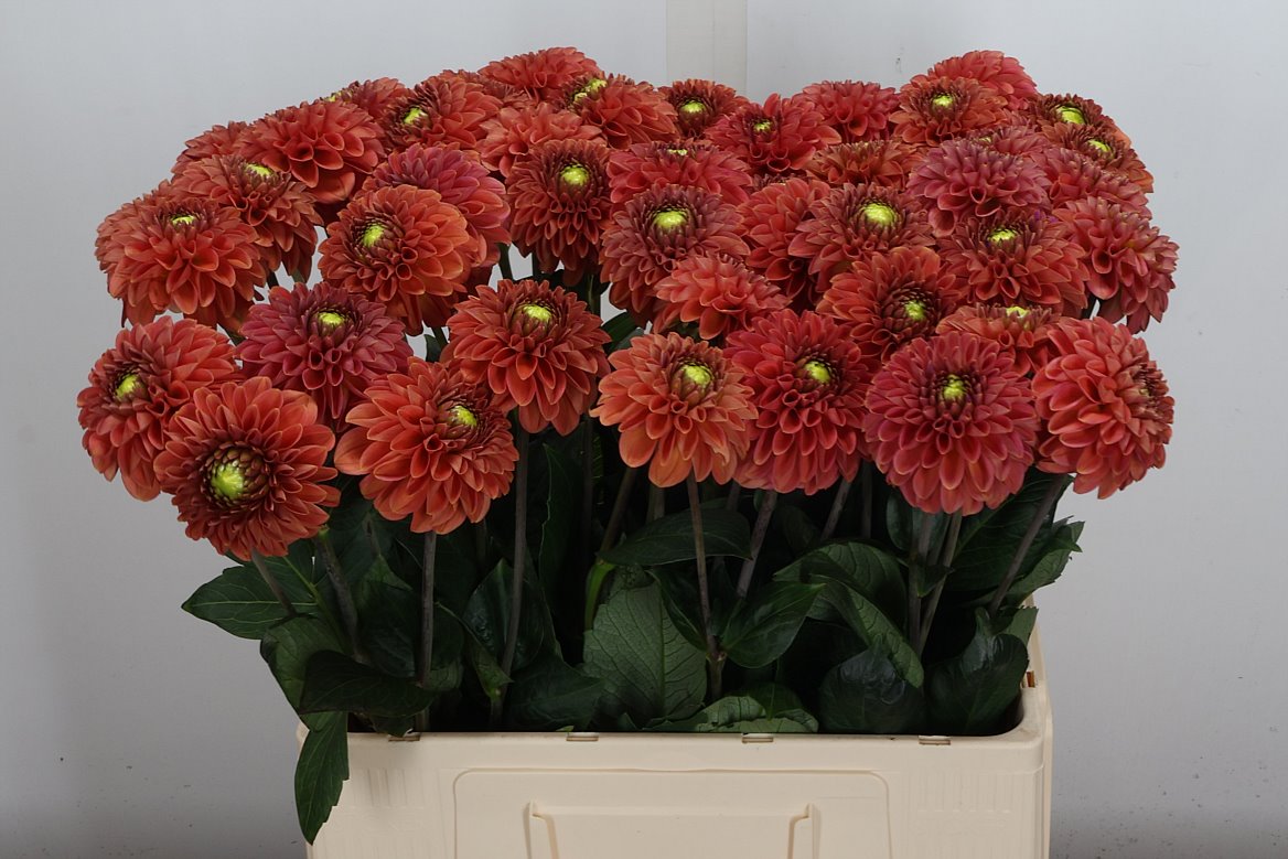 Dahlia Orange Fox 60cm