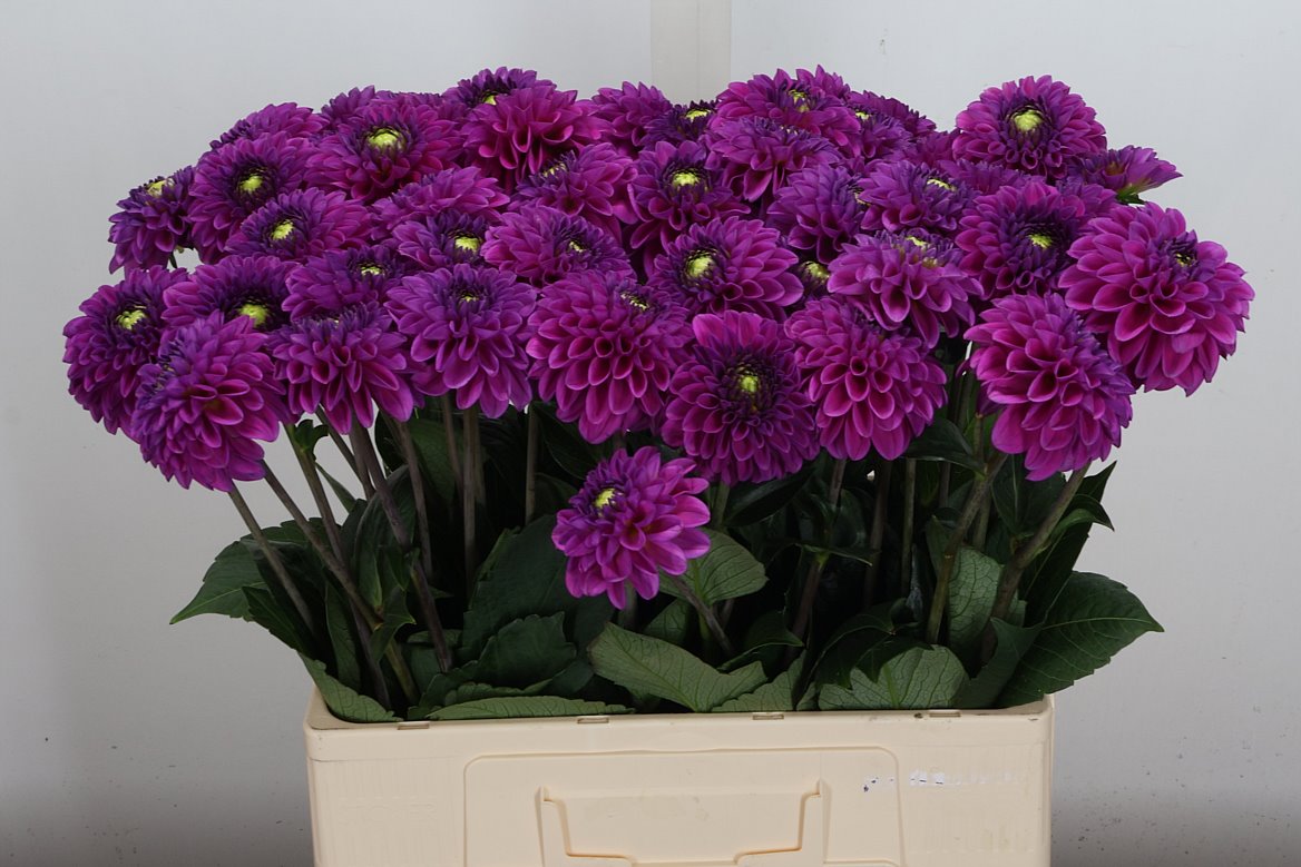 Dahlia Purple Fox 60cm
