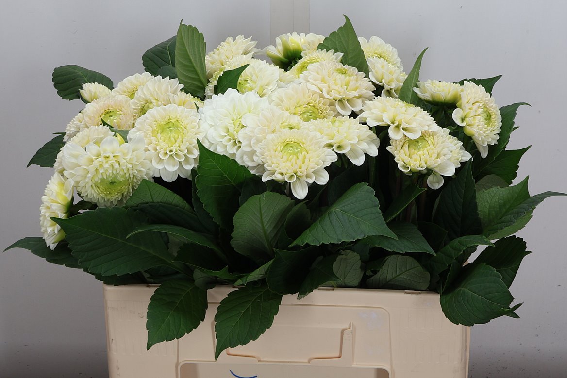 Dahlia Caro 55cm