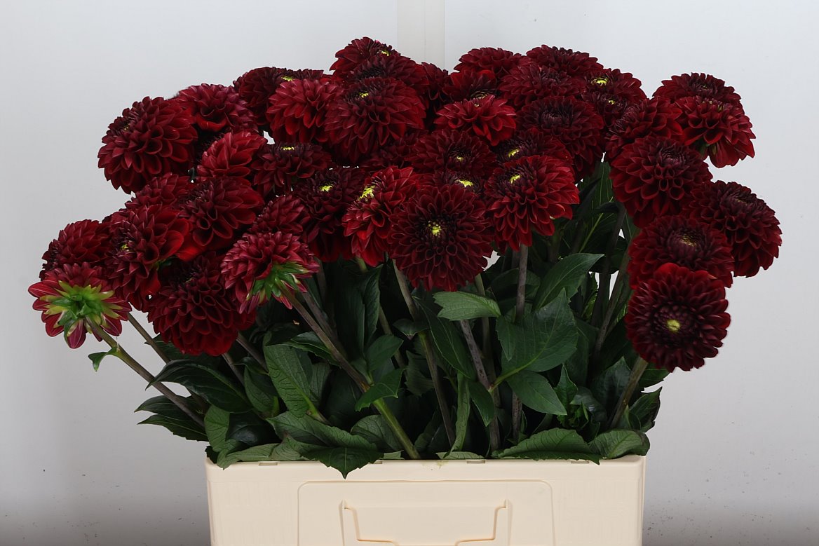Dahlia Red Fox 60cm