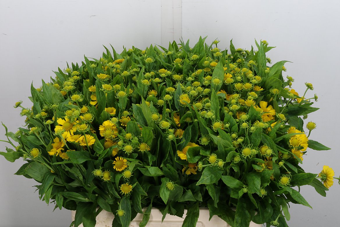 Helenium Kanaria 60cm