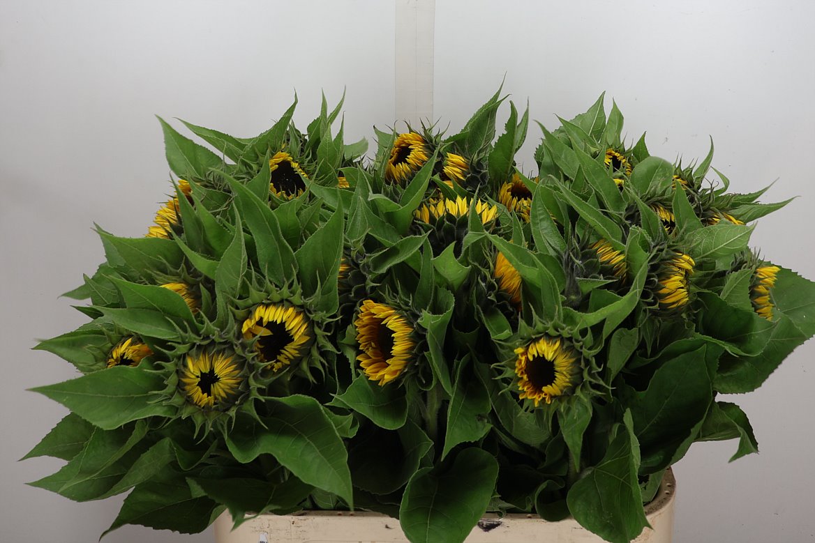 Helianthus Sunrich Orange 80cm