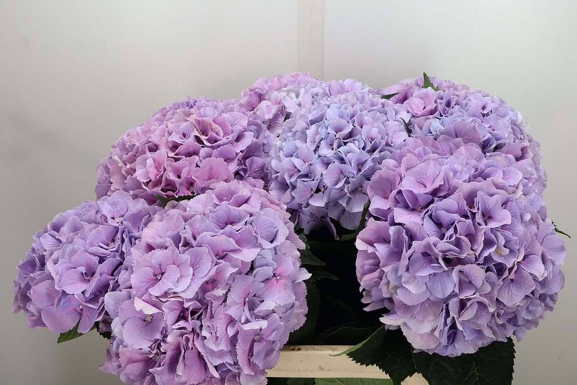 Hydrangea Royal Benefit 80cm 20-22cm Hd