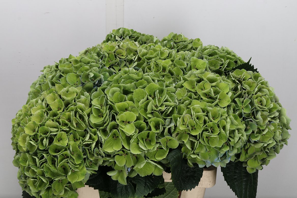 Hydrangea Opal Classic 60cm 17-19cm Hd
