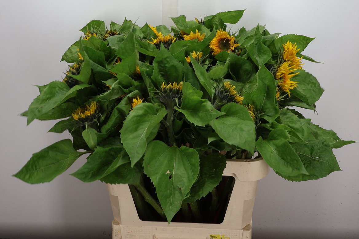 Helianthus Solano Double 85cm