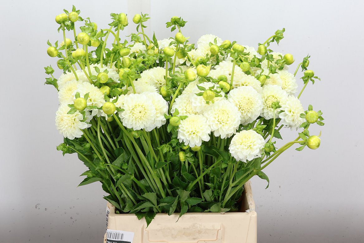Dahlia White Aster 50cm