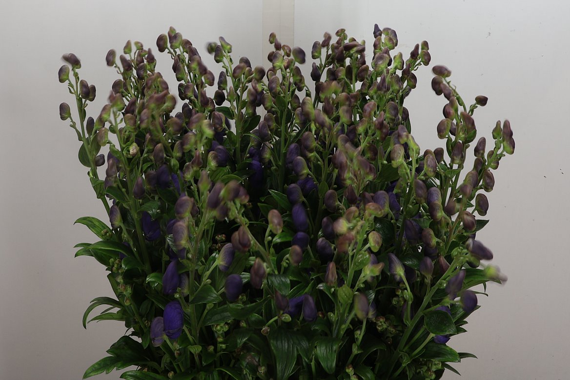 Aconitum Carmichaelii Arendsii 80cm