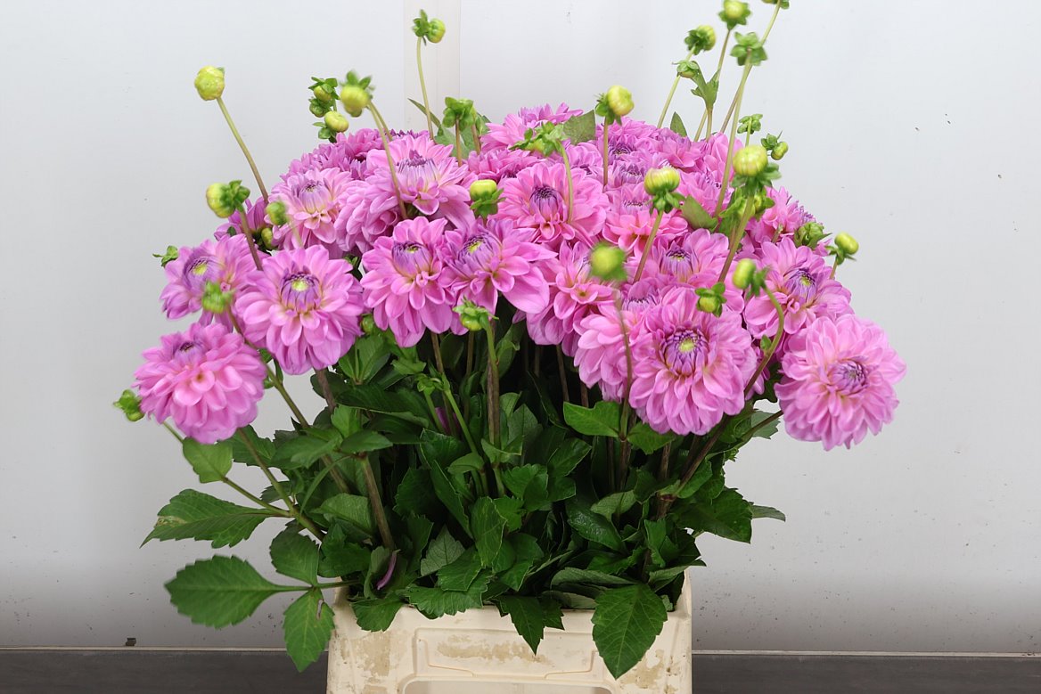 Dahlia Pink Pop 50cm