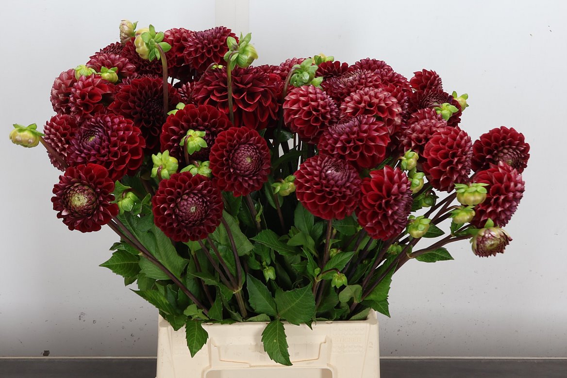 Dahlia Cornel 50cm