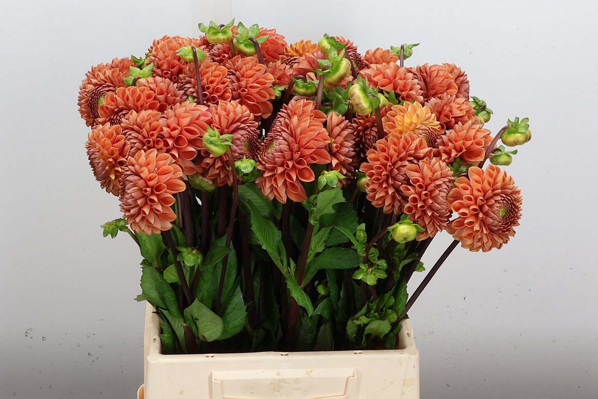 Dahlia Cornel Bronze 50cm