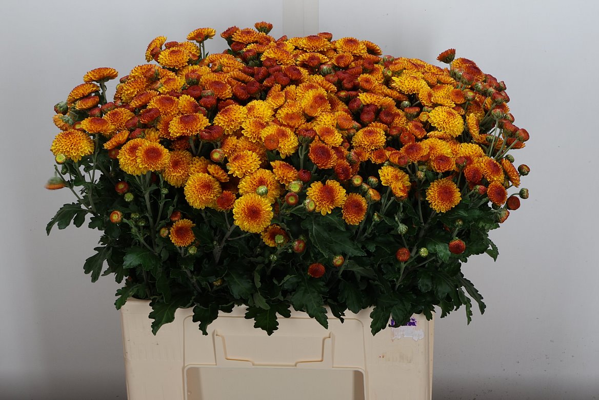 Chrysanth Spray Bright Eye 60cm 50gr.